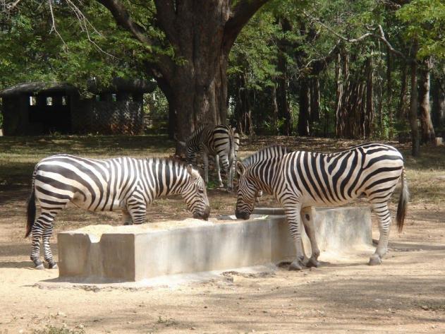 Papanack Park Zoo