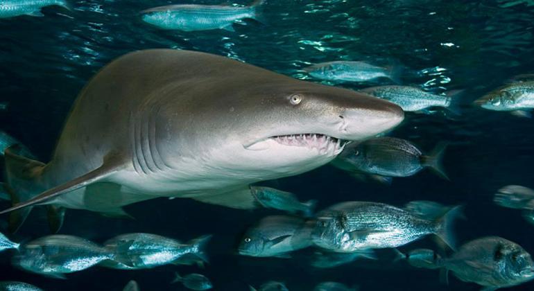 Deep Sea World