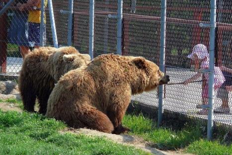 Bear Farm