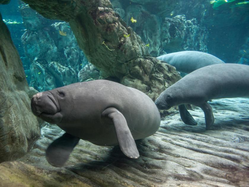 Acquario di Genova