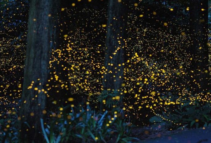 Kampung Kuantan Fireflies Park