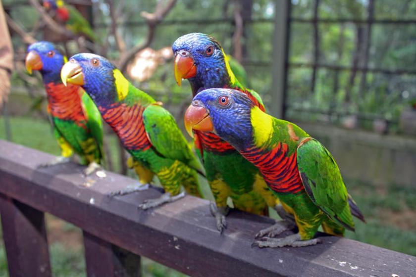 Bird Park