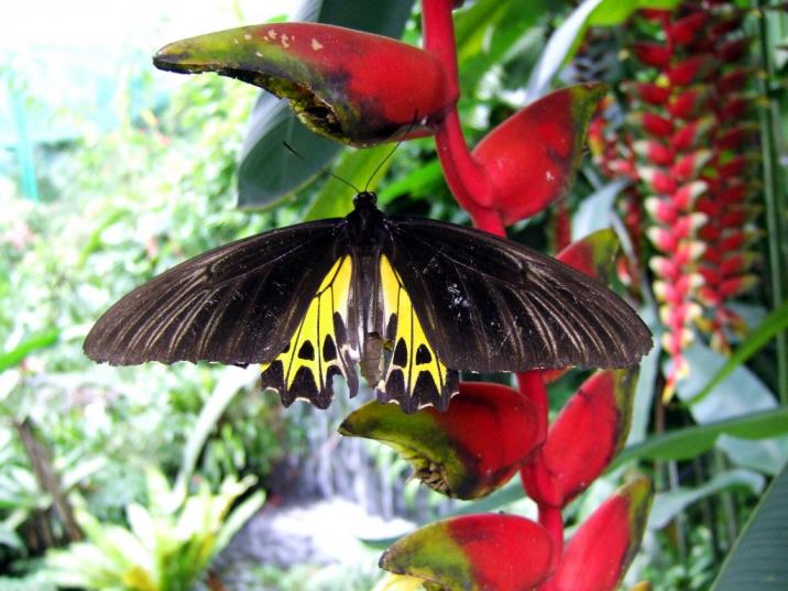 Butterfly Park