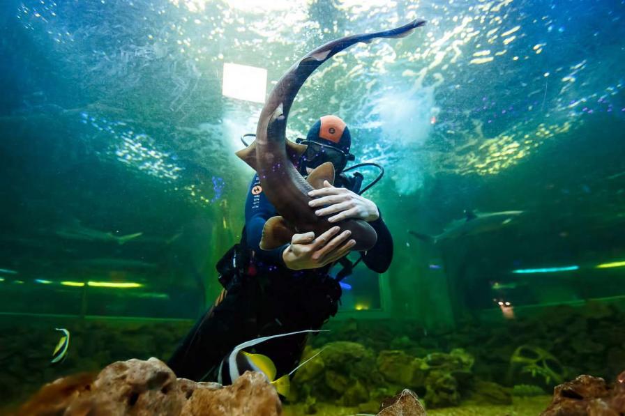 Океанариум Ocean Park.