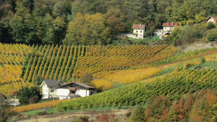 Vinogradi Horvat - Vineyards Horvat