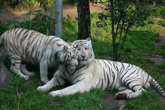 Zoológico Nacional de Chile
