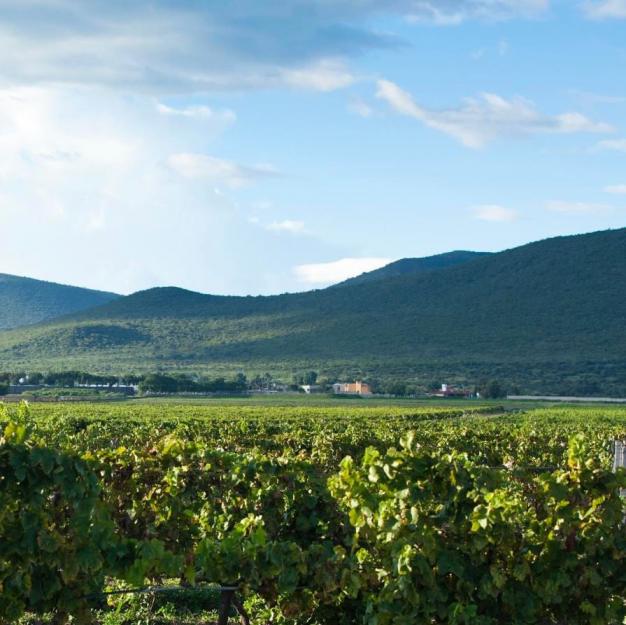 Cava de la Finca Sala Vive