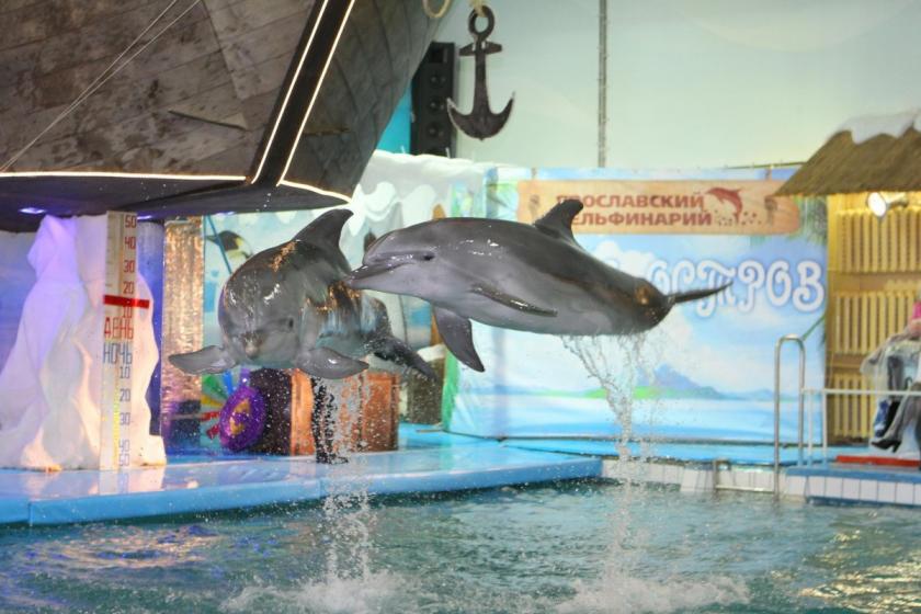 Дельфинарий Dolphin Planet