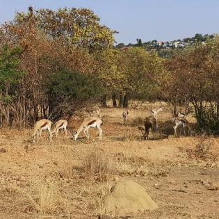 Moletta Kloof Nature Reserve Pretoria