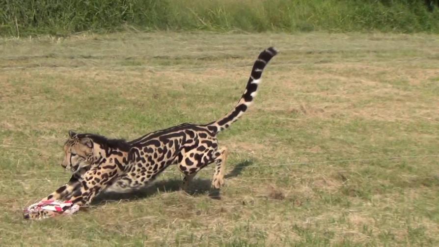 Ann van Dyk Cheetah Center fiverlocker