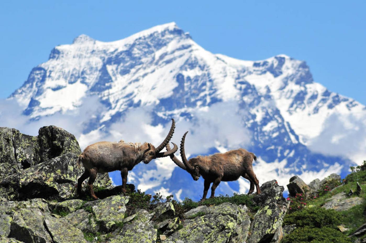 Национальный парк «Гран-Парадизо» (Parco nazionale del Gran Paradiso)
