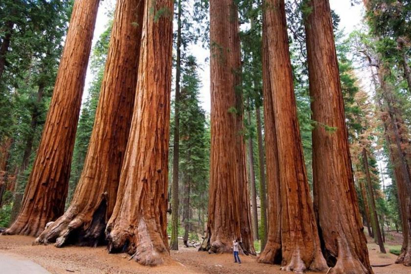 Национальный парк Секвойя (Sequoia National Park)