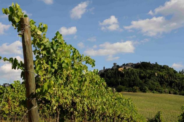 Consorzio Vini tipici di San Marino