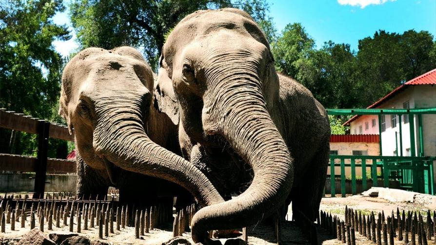 Almaty Zoo