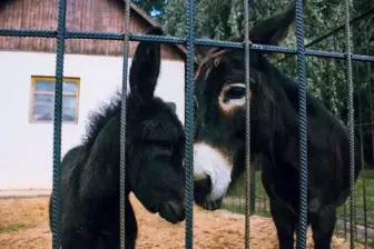 Липецкий зоопарк
