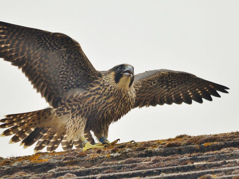 Mountsberg Raptor Centre