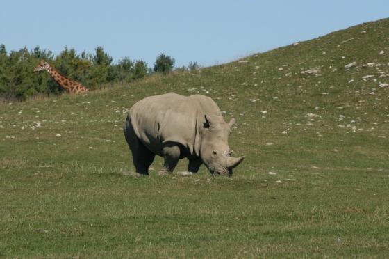 African Lion Safari